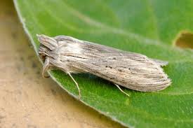 Attēlu rezultāti vaicājumam “Cucullia umbratica”