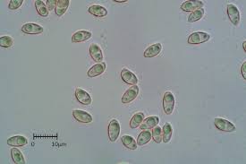 Attēlu rezultāti vaicājumam “Craterium aureonucleatum spores”