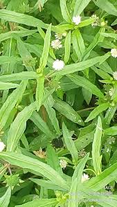 「タカスギ・サブロウタ」の画像検索結果