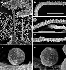 Attēlu rezultāti vaicājumam “Stemonaria irregularis”