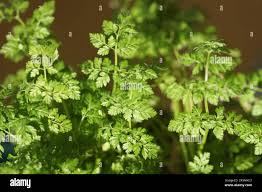 Image result for Anthriscus cerefolium