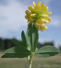 Attēlu rezultāti vaicājumam “Trifolium aureum leaf”
