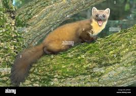 Attēlu rezultāti vaicājumam “Martes martes”