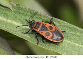 Attēlu rezultāti vaicājumam “Pyrrhocoris apterus imago”
