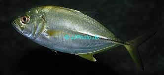 Image result for Caranx latus