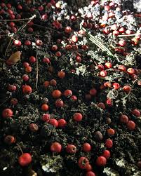 Attēlu rezultāti vaicājumam “Crataegus x macrocarpa fruit”