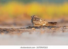 Image result for Chordeiles minor