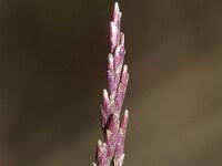 Attēlu rezultāti vaicājumam “Puccinellia distans”