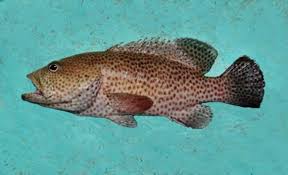 Image result for Cephalopholis cruentata
