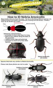 Attēlu rezultāti vaicājumam “Nebria brevicollis”