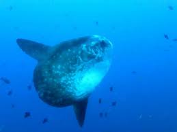 Image result for Mola alexandrini