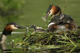 Attēlu rezultāti vaicājumam “Podiceps cristatus nest”