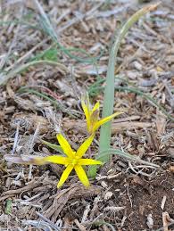 Attēlu rezultāti vaicājumam “Gagea pratensis”