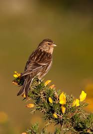 Image result for twite photo