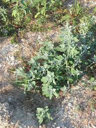 Attēlu rezultāti vaicājumam “Chenopodium acerifolium leaf”