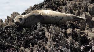 Image result for Halichoerus grypus