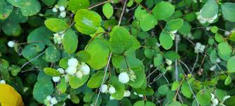 Attēlu rezultāti vaicājumam “Symphoricarpos albus”