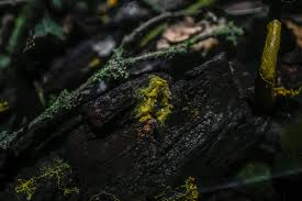 Attēlu rezultāti vaicājumam “Physarum orbis macro”