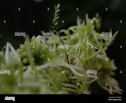 Attēlu rezultāti vaicājumam “Pohlia sphagnicola”