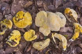 Attēlu rezultāti vaicājumam “Hypomyces chrysospermus”