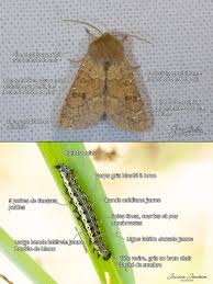 Attēlu rezultāti vaicājumam “Orthosia miniosa imago”