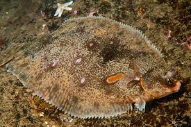 Image result for Microstomus kitt