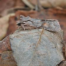 Attēlu rezultāti vaicājumam “Lithophane furcifera”