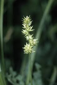 Attēlu rezultāti vaicājumam “Carex globularis flower”