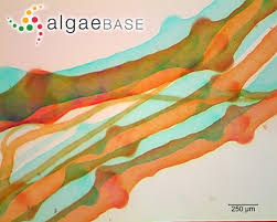 Attēlu rezultāti vaicājumam “Lemanea fluviatilis”