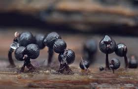 Attēlu rezultāti vaicājumam “Lamproderma arcyrioides macro”