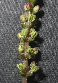 Attēlu rezultāti vaicājumam “Haloragaceae”