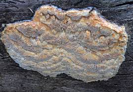 Attēlu rezultāti vaicājumam “Octospora splachnophila”