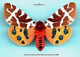 Attēlu rezultāti vaicājumam “Arctia caja”