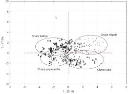 Attēlu rezultāti vaicājumam “Chara polyacantha”