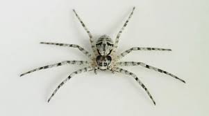 Attēlu rezultāti vaicājumam “Philodromus margaritatus”