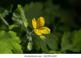 Attēlu rezultāti vaicājumam “Chelidonium majus bud”