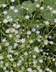 Attēlu rezultāti vaicājumam “Stellaria palustris”