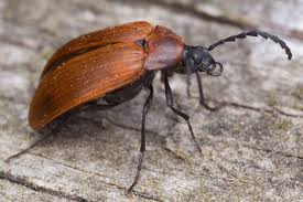 Attēlu rezultāti vaicājumam “Pseudocistela ceramboides”