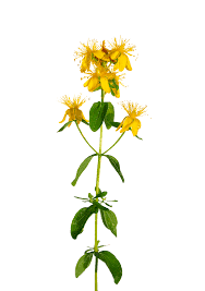 Attēlu rezultāti vaicājumam “Hypericum perforatum flower”