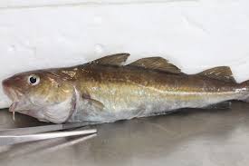 Image result for Gadus morhua