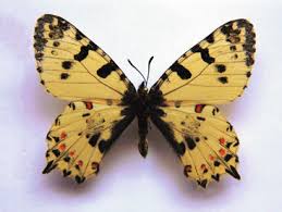 Attēlu rezultāti vaicājumam “Cribraria ferruginea macro”