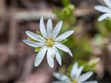 Attēlu rezultāti vaicājumam “Stellaria crassifolia”