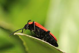 Attēlu rezultāti vaicājumam “Pyrochroa coccinea”