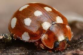 Attēlu rezultāti vaicājumam “Calvia quatuordecimguttata”