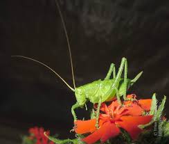 Attēlu rezultāti vaicājumam “Tettigoniodea”