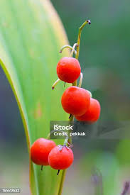 Attēlu rezultāti vaicājumam “Convallaria majalis fruit”
