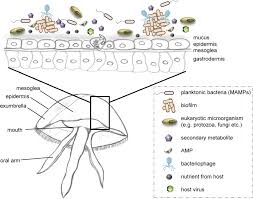 Attēlu rezultāti vaicājumam “Aurelia aurita”
