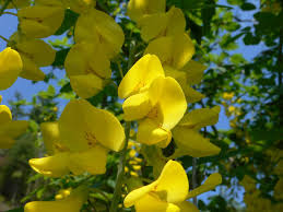 Attēlu rezultāti vaicājumam “Laburnum anagyroides”