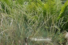 Attēlu rezultāti vaicājumam “Koeleria glauca flower”