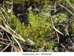 Attēlu rezultāti vaicājumam “Bartramia pomiformis”